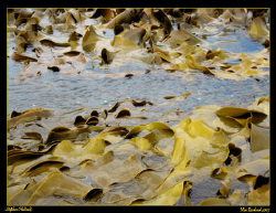Massive Bull Kelp in New Zealand.  Canon A630 by Stephen Holinski 